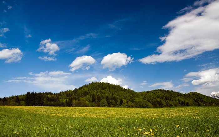 Green Hillside with Yellow Flowers Under Blue Sky