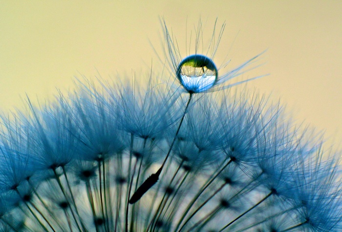 Close-up of Water Droplet on Dandelion Seed
