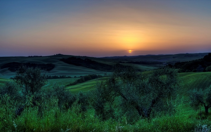 Rolling hills at sunset with olive trees
