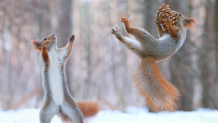 Two squirrels playing with a pinecone in the snow