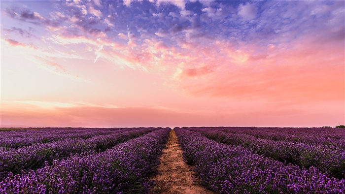 Lavender Field Under Pink Sky