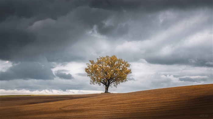 Tree in a field under stormy clouds 4K
