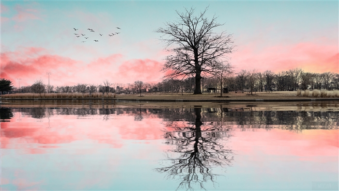Serene Tree Reflection at Sunset 4K