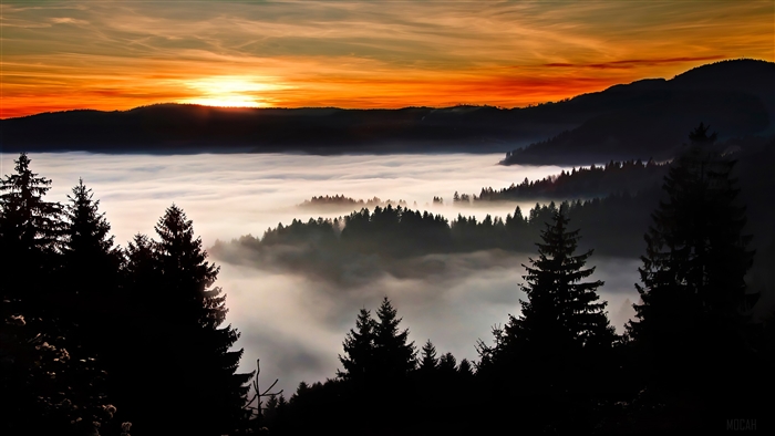 Forest covered in clouds at sunrise 4K