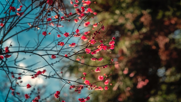 Pink Blossoms on Branches with Blue Sky