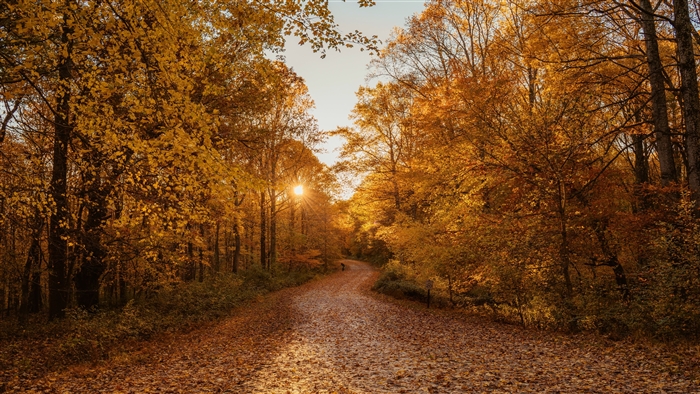 Autumn Road