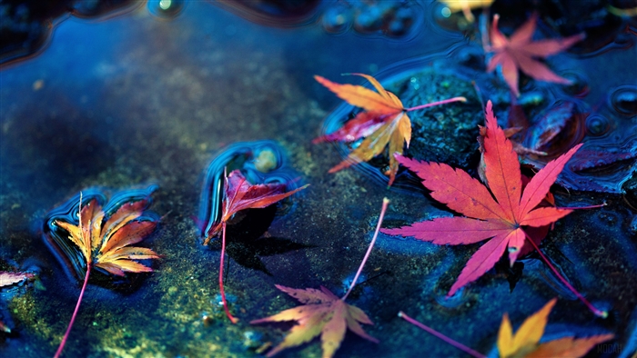 Maple Leafs Floating in Water 4K