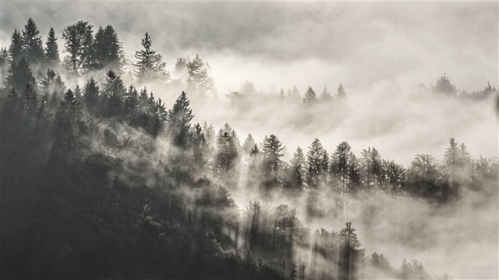 Misty Forest in Mountains 4K
