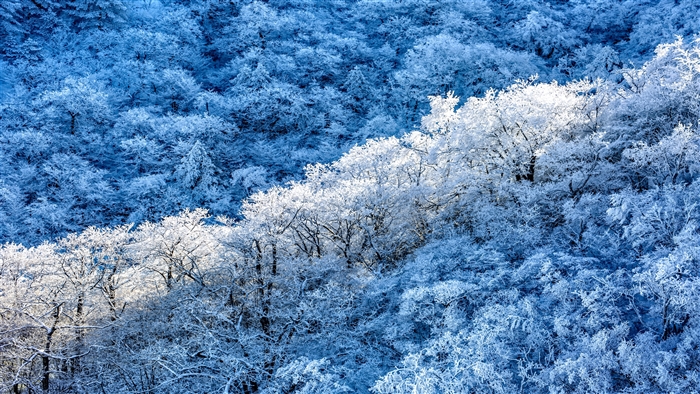 Forest covered in frost and snow 4K