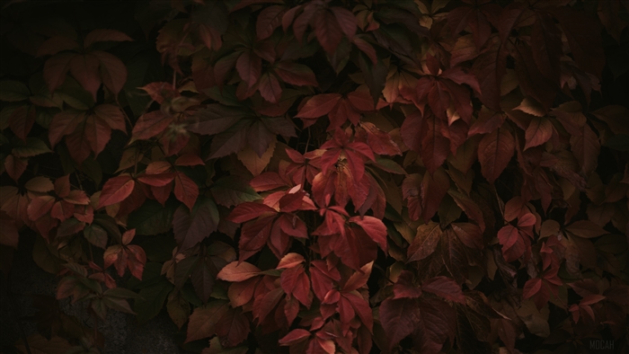Red Leaves