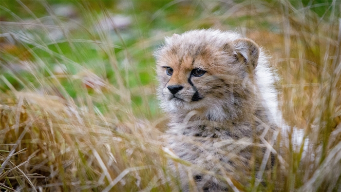 Cheetah Cub in Tall Grass 4K