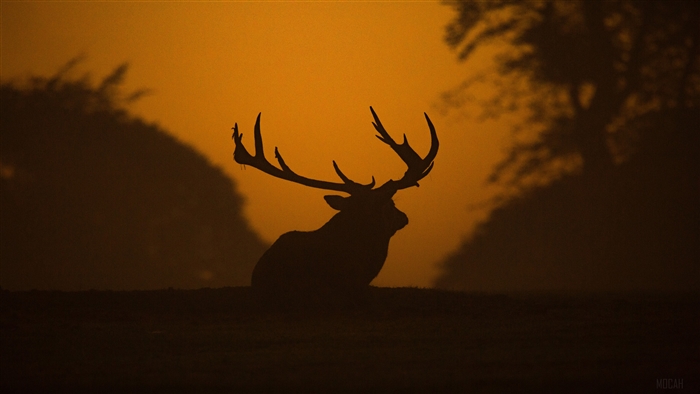 Deer Silhouette in Orange Haze 4K