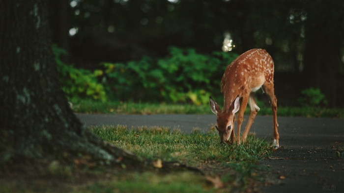 Fawn grazing on grass near a tree