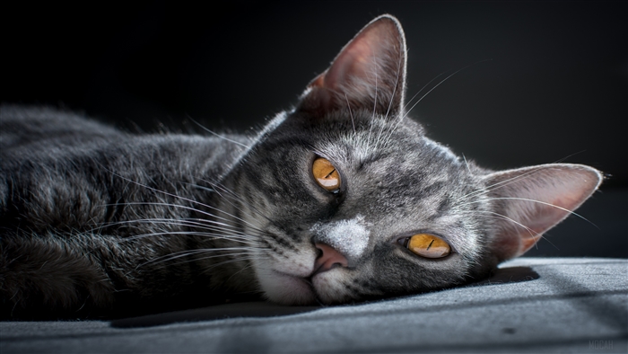 Gray tabby cat with orange eyes lying down