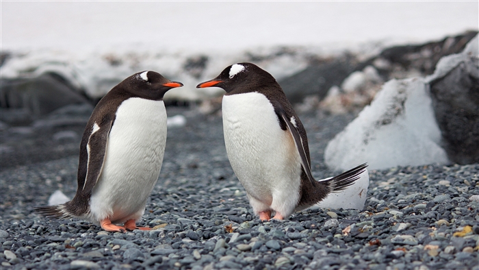 Two Gentoo Penguins on a rocky shore