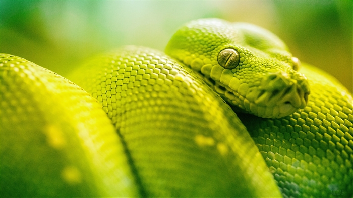 Green Boa Snake 4K