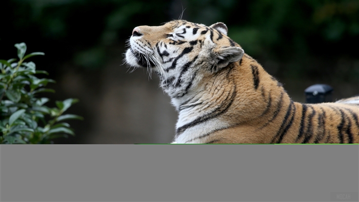 Siberian Tiger