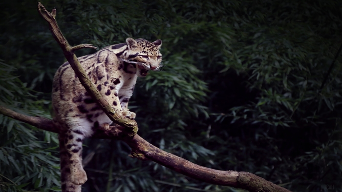 Clouded Leopard Yawning on a Branch 4K