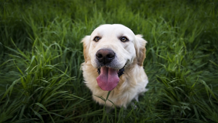 Golden Labrador Retriever