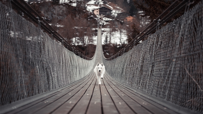 White Dog Running on a Suspension Bridge