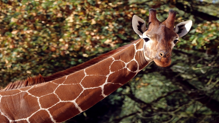 Giraffe with brown and white pattern 4K
