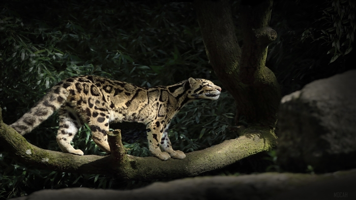 Clouded Leopard Walking on a Tree Branch 4K