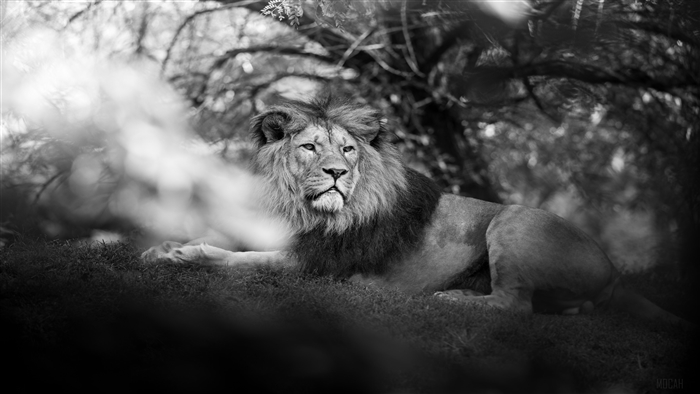 Monochrome Lion