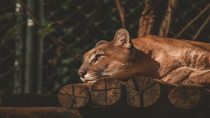 Cougar resting on wooden platform