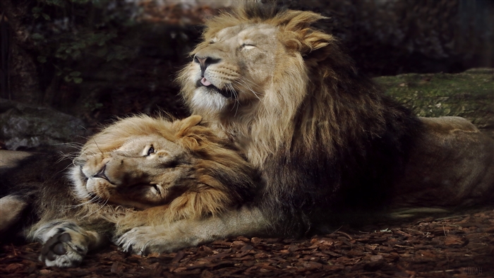 Two Lions Resting Together 4K