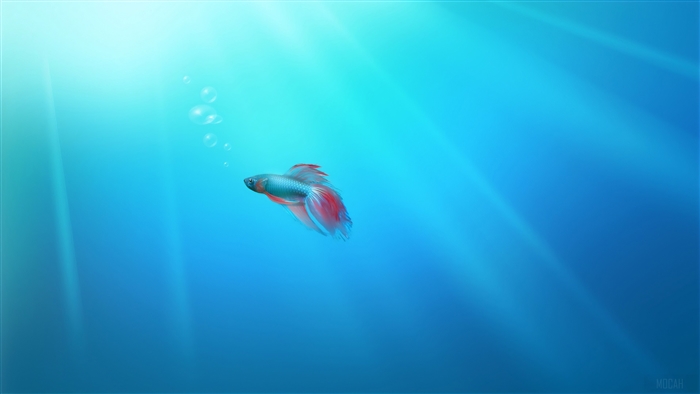 Siamese Fish