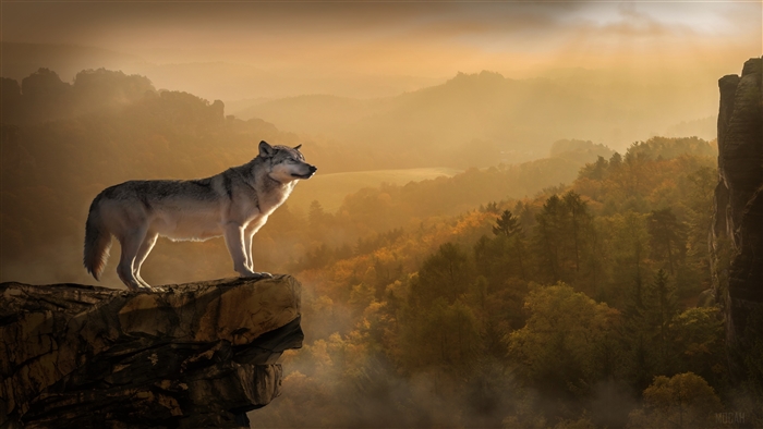 Wolf Standing on Cliff Edge 4K