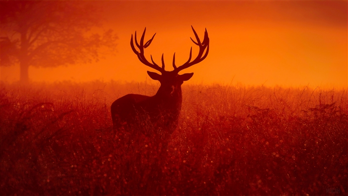 Reindeer Silhouette in Orange Haze 4K