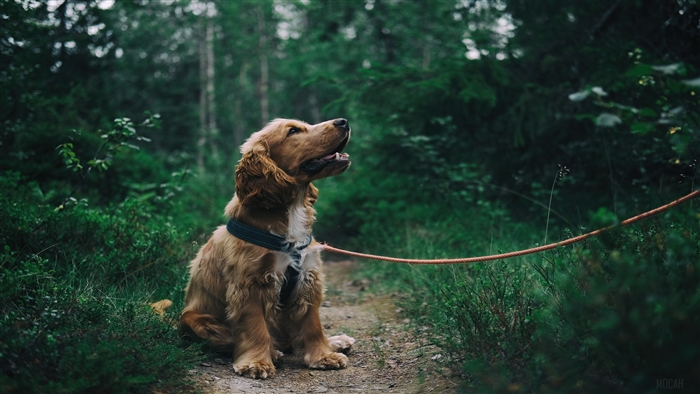 English Cocker Spaniel Puppy on a Forest Path 4K