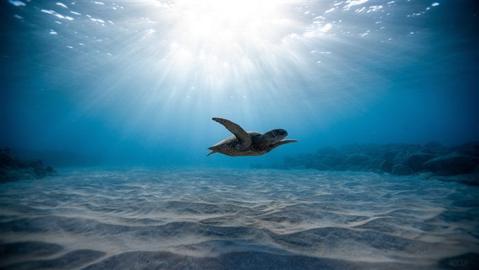 Sea Turtle Swimming Underwater in Sunlight 4K