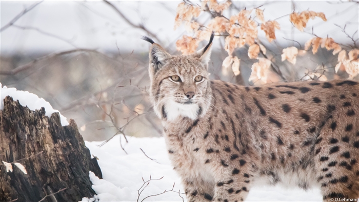 Lynx in the snow with branches