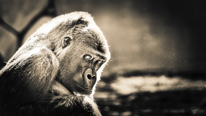 Gorilla in sepia tone 4K