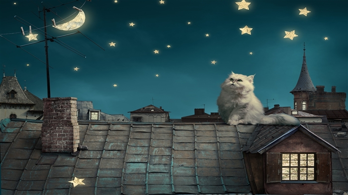 White cat on a rooftop under a starry night sky