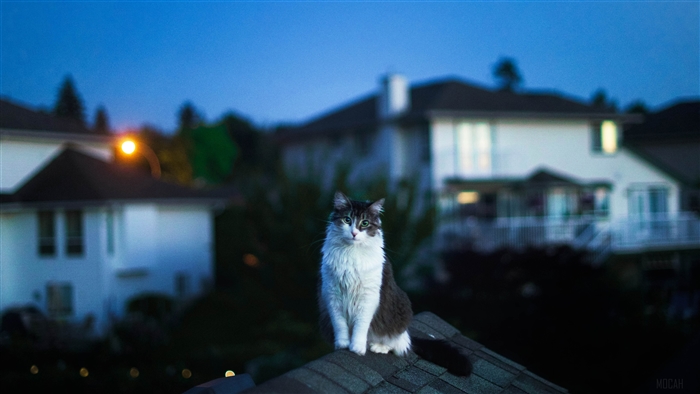 Cat On Roof