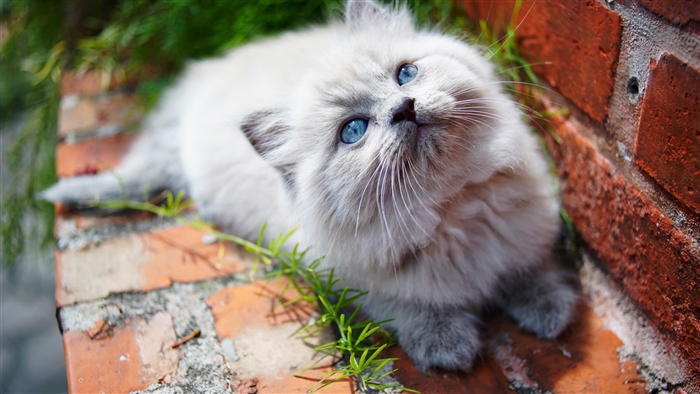 Fluffy Kitten with Blue Eyes on Brick