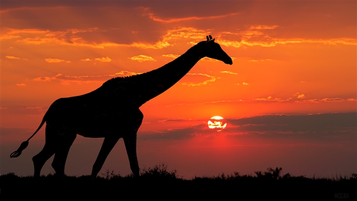 Giraffe Silhouette at Sunset 4K