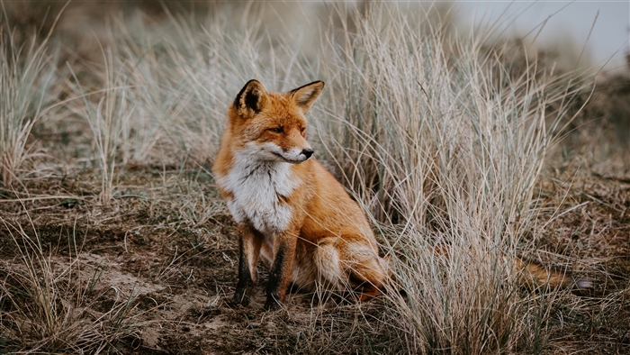Wild Fox in Tall Grass 4K
