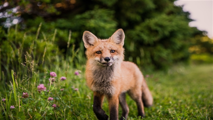 Red Fox Looking Towards Camera 4K