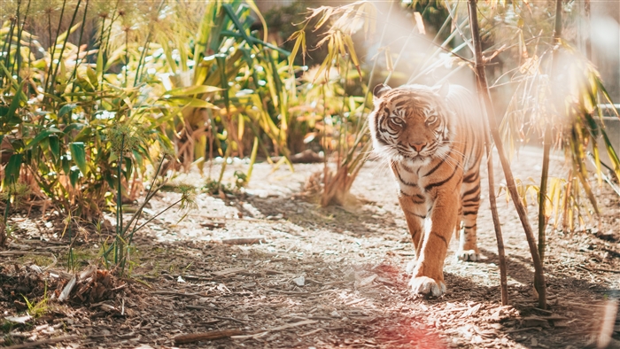 Tiger walking in a jungle 4K