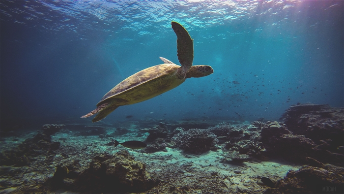 Sea Turtle swimming in the ocean 4K