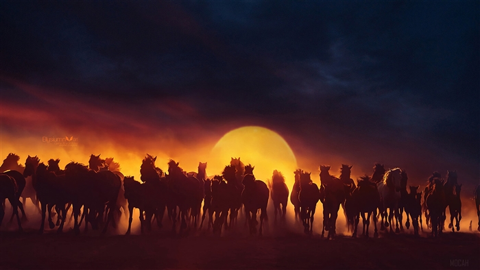 Group of horses running at sunset 4K