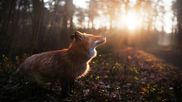 Fox in a forest at sunrise 4K