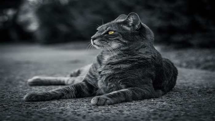 Monochrome Cat with Yellow Eyes 4K
