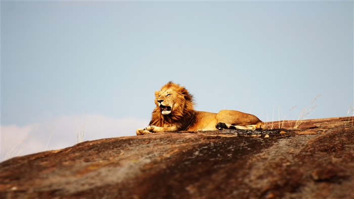 Lion with Open Mouth on Rock 4K
