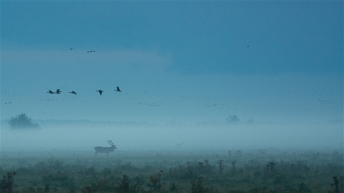 Red Deer in Fog with Birds 4K