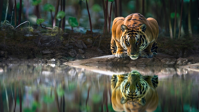 Tiger Drinking Water 4K